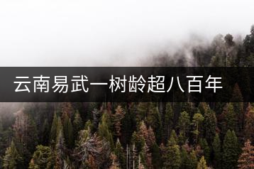 云南易武一樹齡超八百年古茶樹死亡，當?shù)卦磕杲M織村民拜謁