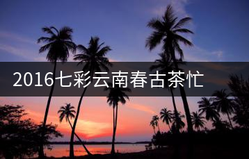 2016七彩云南春古茶忙肺開湯——剛柔并濟的謙謙君子