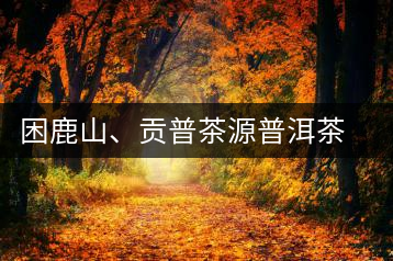 困鹿山、貢普茶源普洱茶羊城受熱捧