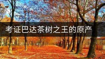 考證巴達(dá)茶樹之王的原產(chǎn)地