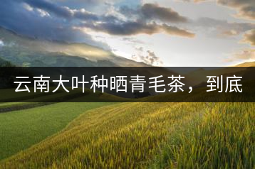 云南大葉種曬青毛茶，到底是什么茶？