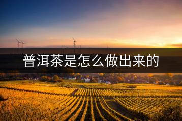 普洱茶是怎么做出來的
