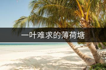 一葉難求的薄荷塘