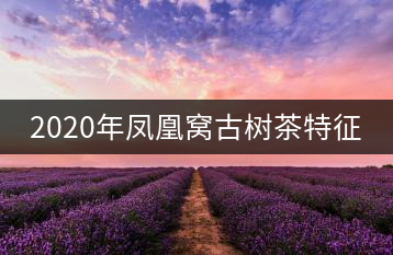 2020年鳳凰窩古樹茶特征