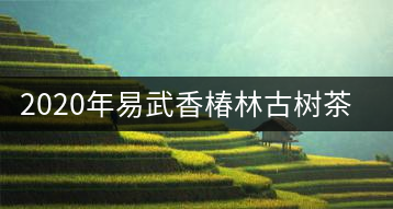 2020年易武香椿林古樹茶特點(diǎn)
