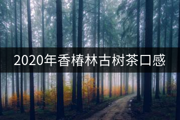 2020年香椿林古樹茶口感