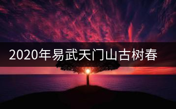 2020年易武天門山古樹春茶特點(diǎn)