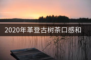 2020年革登古樹茶口感和特點(diǎn)