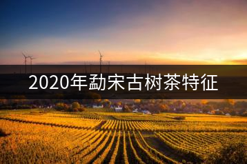 2020年勐宋古樹茶特征