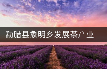 勐臘縣象明鄉(xiāng)發(fā)展茶產(chǎn)業(yè)見聞