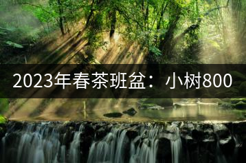 2023年春茶班盆：小樹800元／公斤，古樹1600-2200元／公斤