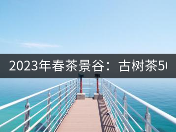 2023年春茶景谷：古樹茶500-600元／公斤，紫芽茶300-480元／公斤，白芽茶1200-2000元／公斤。