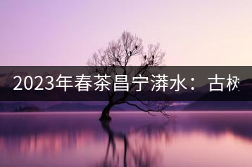 2023年春茶昌寧漭水：古樹混采純料480-600元／公斤，大樹360-420元／公斤，臺地260-300元／公斤，古樹單株均價(jià)880-1200元／公斤。