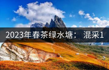 2023年春茶綠水塘： 混采11000-12000元／公斤，挑采14000元／公斤
