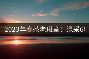 2023年春茶老班章：混采6000-8000元／公斤，挑采：12000元／公斤