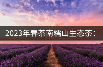 2023年春茶南糯山生態(tài)茶：200-300元／公斤，古樹(shù)：900-1500元／公斤