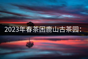 2023年春茶困鹿山古茶園：大樹8000-12000元／公斤，周邊小樹200-300元／公斤