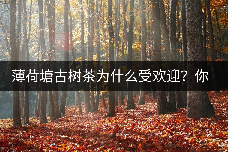 薄荷塘古樹茶為什么受歡迎？你知道嗎？