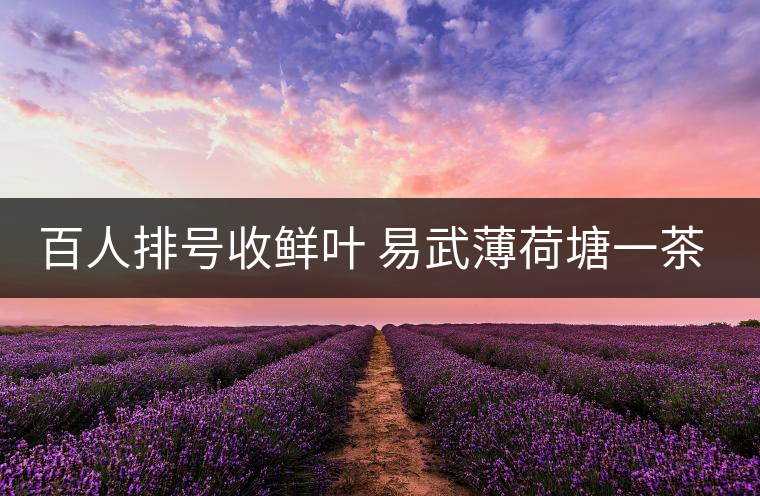 百人排號(hào)收鮮葉 易武薄荷塘一茶難求