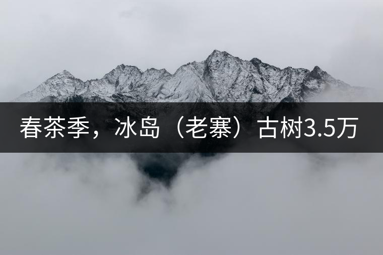 春茶季，冰島（老寨）古樹3.5萬起
