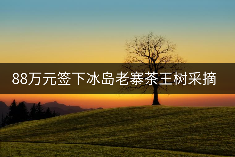88萬元簽下冰島老寨茶王樹采摘權(quán)，誰說這是“競價交易”？