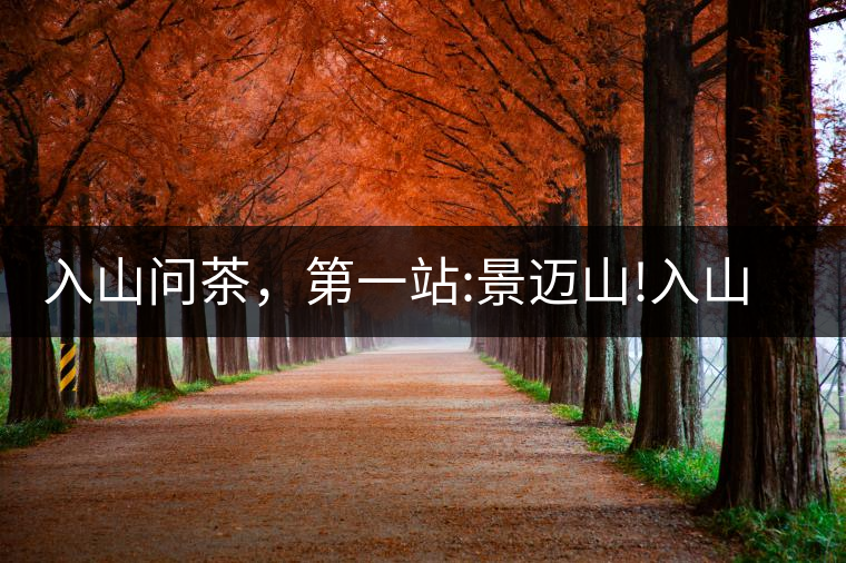 入山問茶，第一站:景邁山!入山問茶，第一站：景邁山！