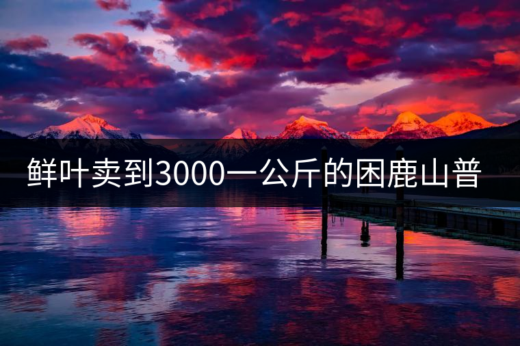 鮮葉賣到3000一公斤的困鹿山普洱茶，口感如何？
