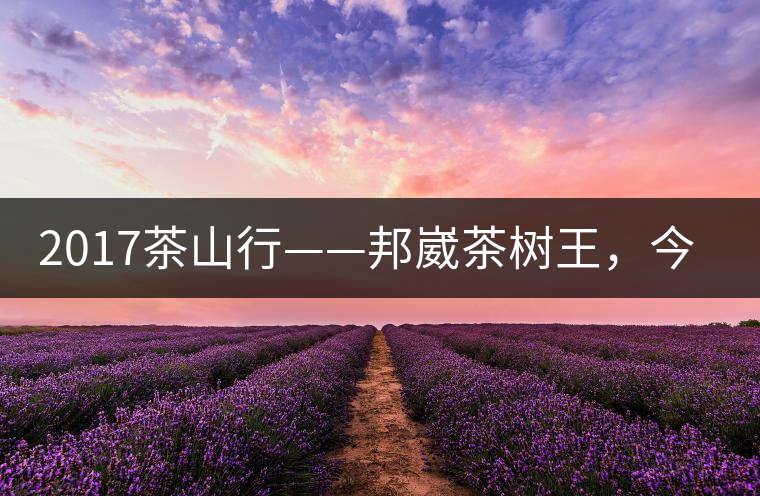 2017茶山行——邦崴茶樹王，今天你是長(zhǎng)這樣