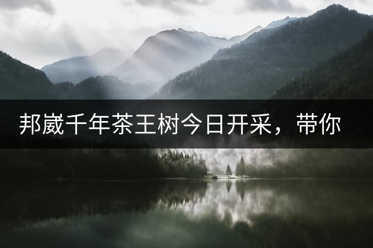 邦崴千年茶王樹今日開采，帶你了解被低估的邦崴古樹茶邦崴千年茶王樹今日開采，帶你了解被低估的邦崴古樹茶