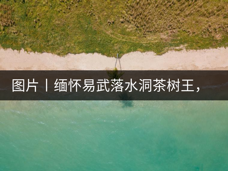 圖片丨緬懷易武落水洞茶樹王，犧牲前的樣貌圖片丨緬懷易武落水洞茶樹王，犧牲前的樣貌