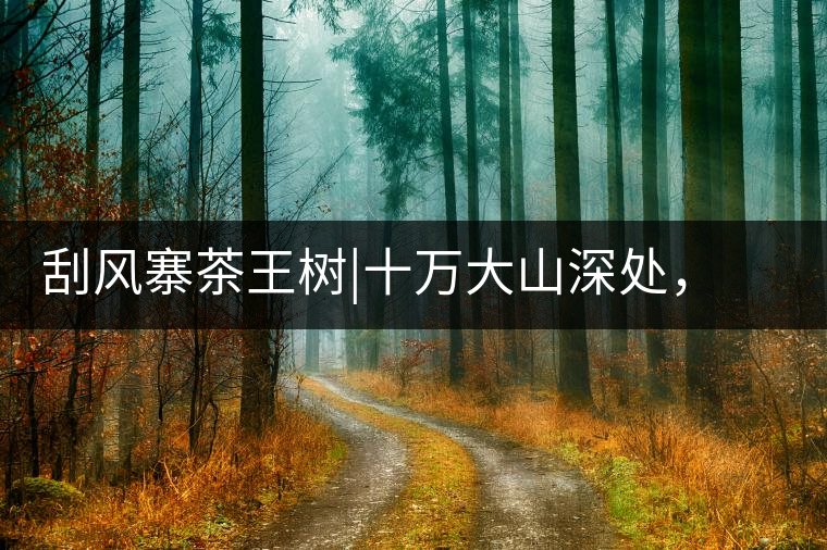 刮風(fēng)寨茶王樹(shù)|十萬(wàn)大山深處，鮮為人知的王者刮風(fēng)寨茶王樹(shù)｜十萬(wàn)大山深處，鮮為人知的王者