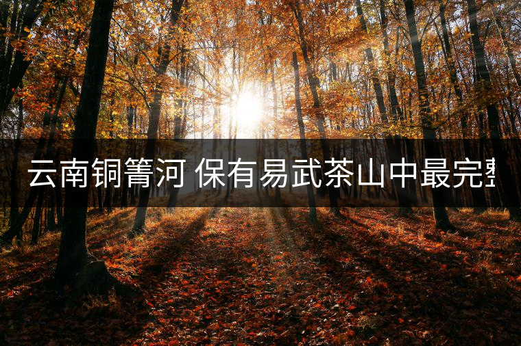 云南銅箐河 保有易武茶山中最完整的原生態(tài)體系 未來(lái)...云南銅箐河 保有易武茶山中最完整的原生態(tài)體系 未來(lái)可傲視群倫