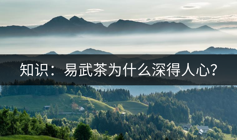 知識：易武茶為什么深得人心？
