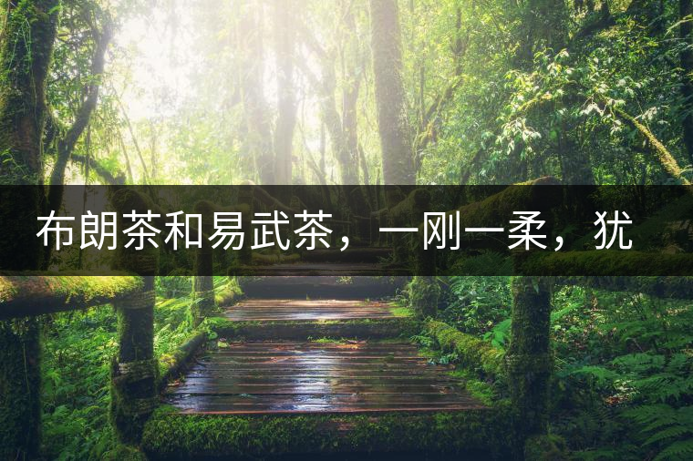 布朗茶和易武茶，一剛一柔，猶如洪拳與太極