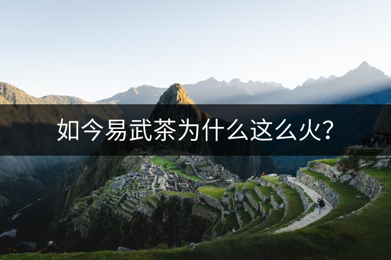 如今易武茶為什么這么火？
