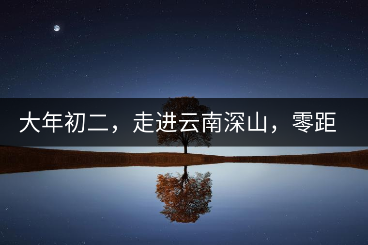 大年初二，走進(jìn)云南深山，零距離接觸古茶樹