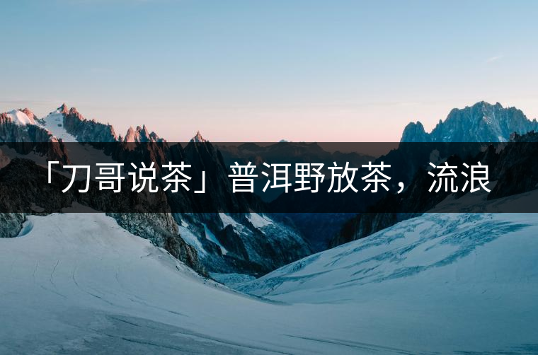 「刀哥說茶」普洱野放茶，流浪狗的春天