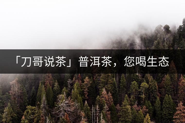 「刀哥說茶」普洱茶，您喝生態(tài)還是喝樹齡？