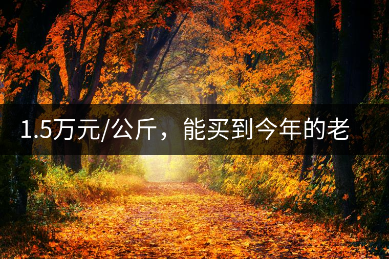 1.5萬元/公斤，能買到今年的老班章古樹茶嗎?1.5萬元/公斤，能買到今年的老班章古樹茶嗎？