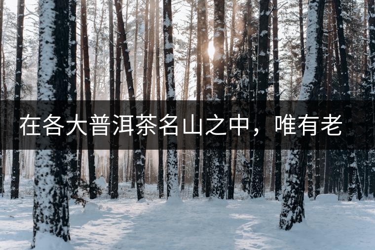 在各大普洱茶名山之中，唯有老曼峨古樹(shù)茶才能稱得上戰(zhàn)狼