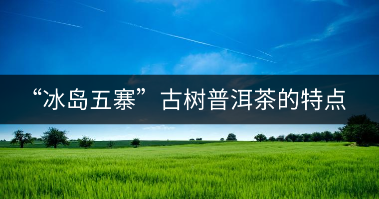 “冰島五寨”古樹(shù)普洱茶的特點(diǎn)及區(qū)別