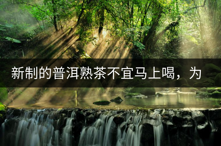 新制的普洱熟茶不宜馬上喝，為什么？