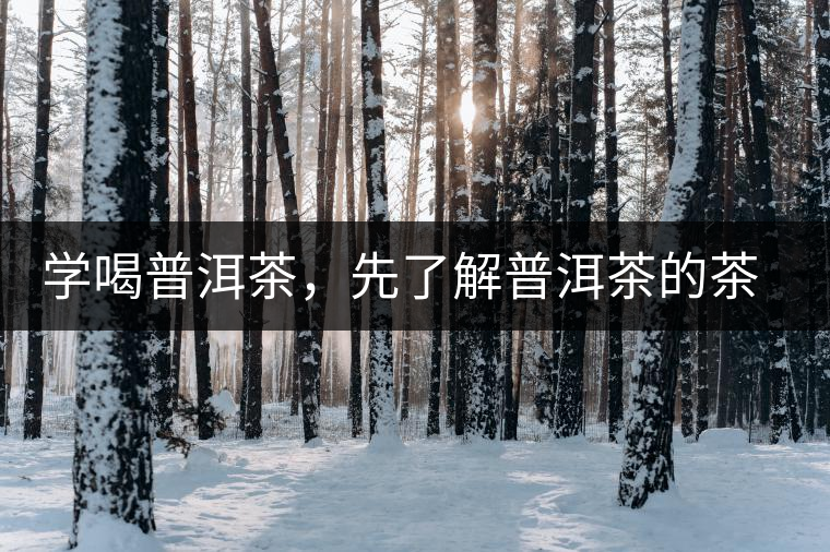 學喝普洱茶，先了解普洱茶的茶性