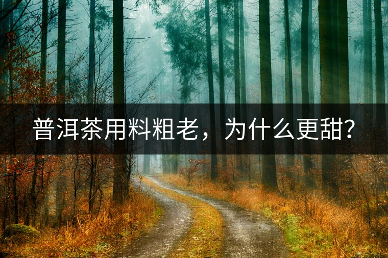 普洱茶用料粗老，為什么更甜？