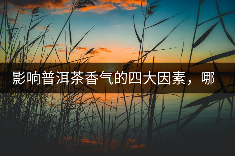 影響普洱茶香氣的四大因素，哪一個(gè)影響最大？