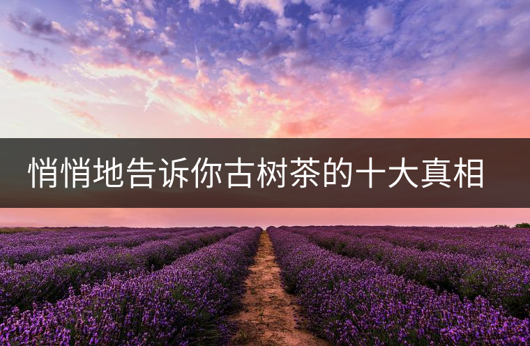 悄悄地告訴你古樹茶的十大真相，就不怕交學費了