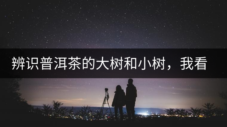 辨識普洱茶的大樹和小樹，我看這篇最靠譜