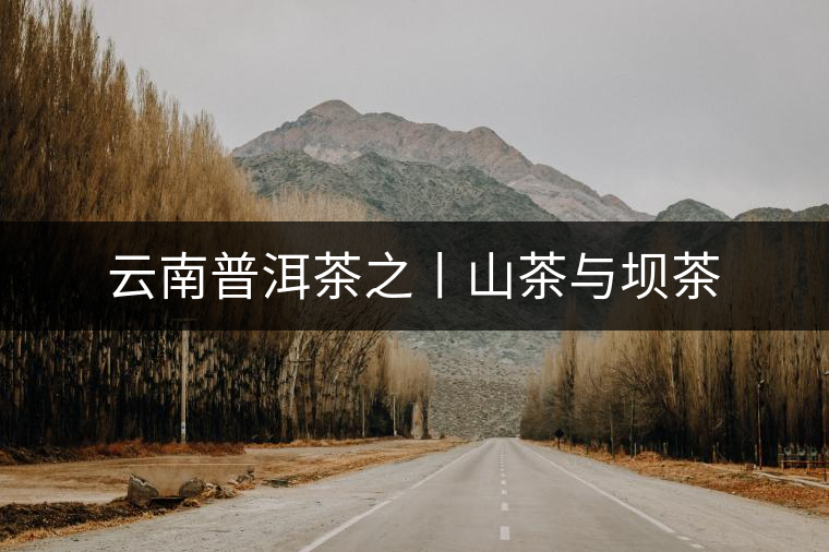 云南普洱茶之丨山茶與壩茶 云南普洱茶之丨山茶與壩茶