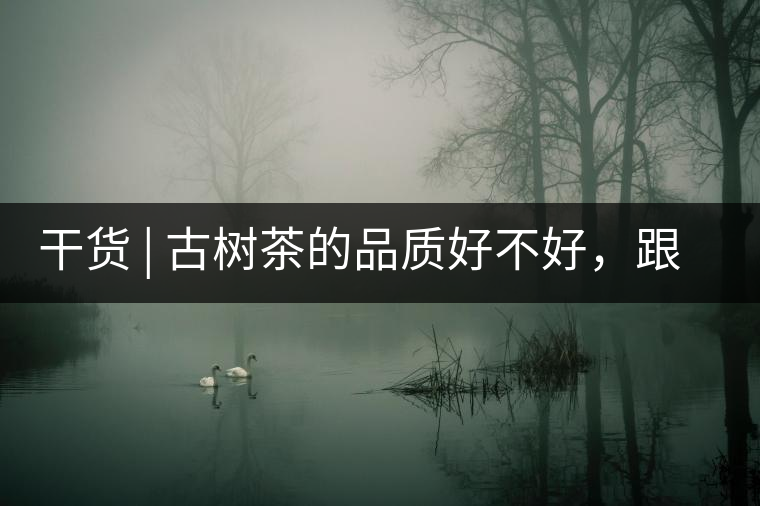 干貨 | 古樹茶的品質(zhì)好不好，跟耐泡度真的有關(guān)聯(lián)嗎？