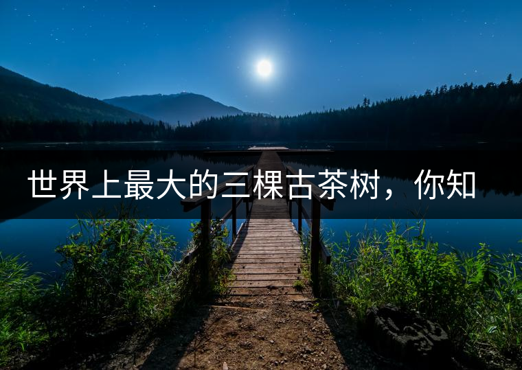 世界上最大的三棵古茶樹，你知道嗎？